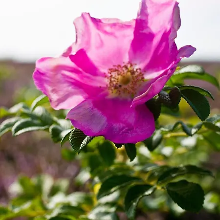 Gl. Brydegaard فندق Brydegård